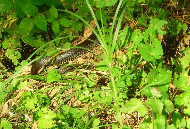 Hierophis viridiflavus?